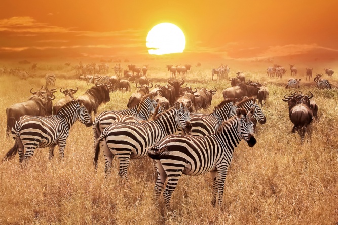 A group of elephants walking across the African savanna at sunset